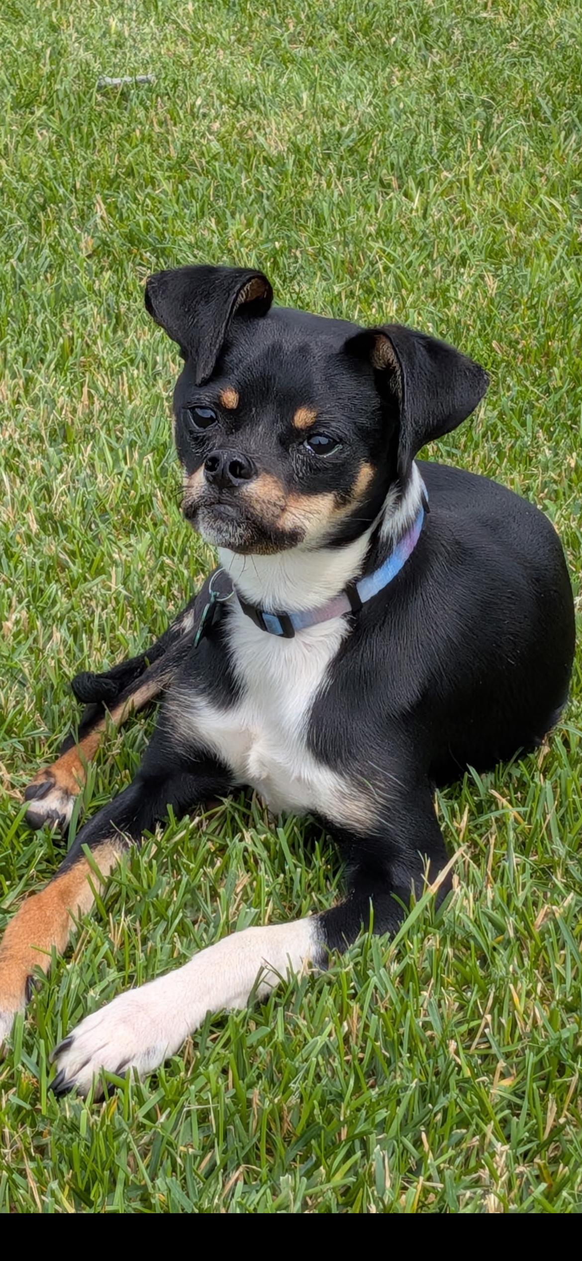 Leno, ADOPTABLE, Puppy Male Chihuahua & Miniature Pinscher.