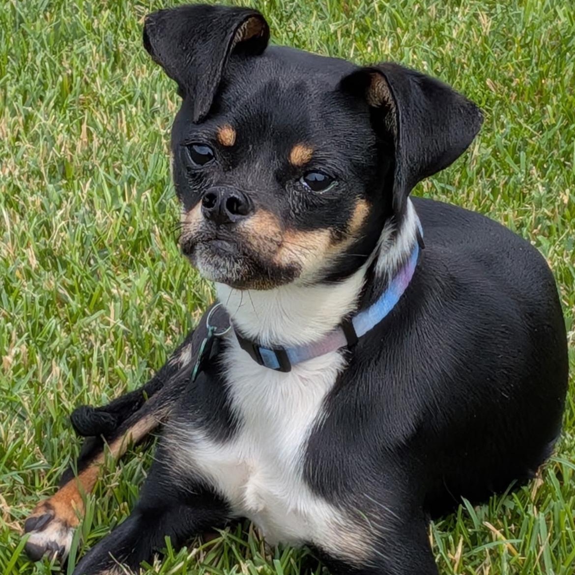Enlarge Leno, a ADOPTABLE mixed breed in Saint Louis, MO image 1/1