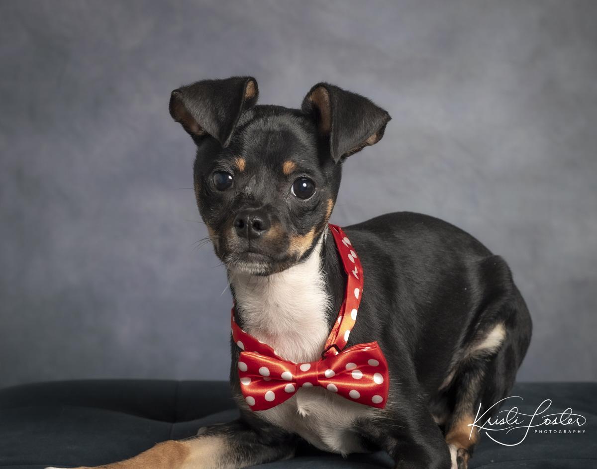 Enlarge Leno, a ADOPTABLE mixed breed in Saint Louis, MO image 3/3