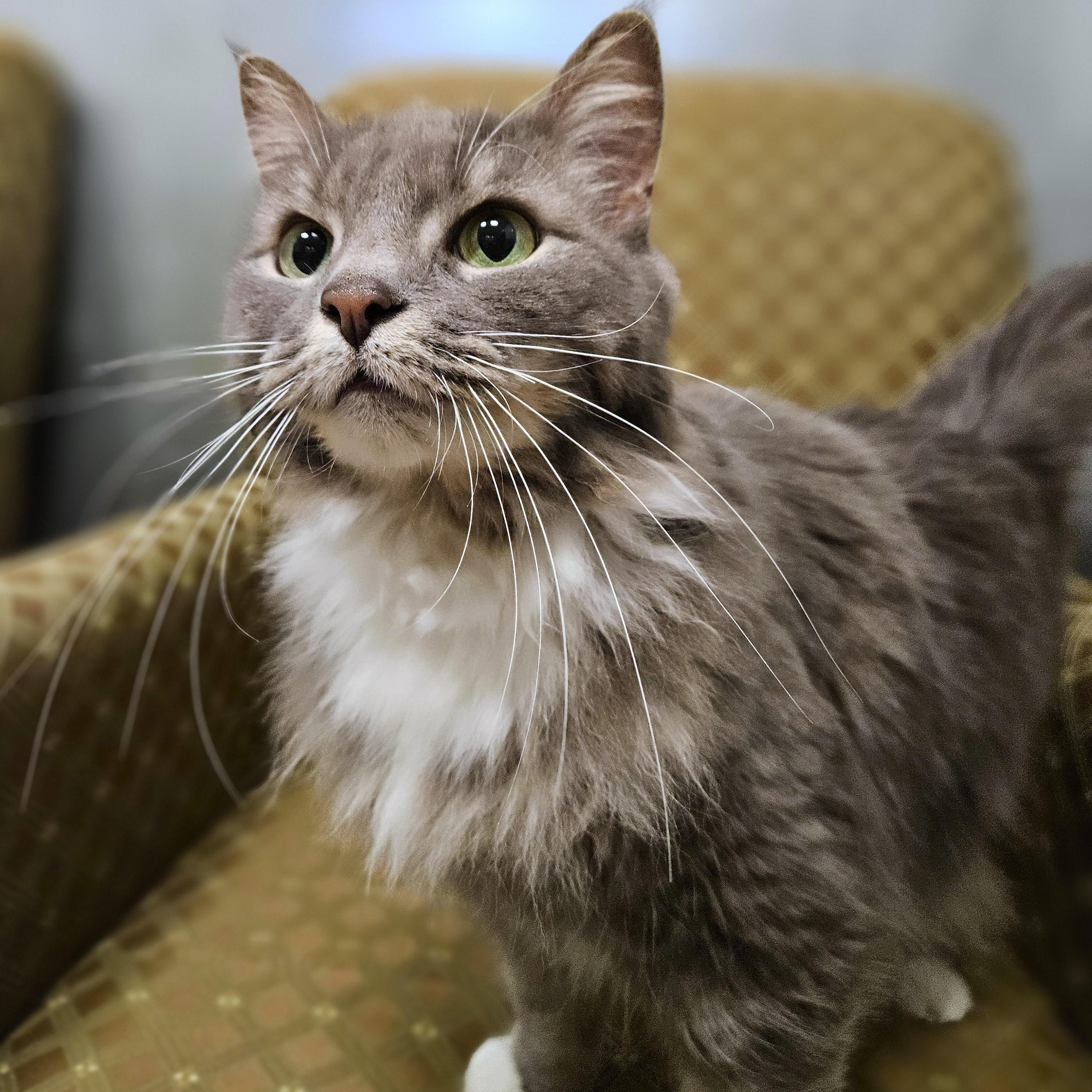 Enlarge Grace, an adopted Domestic Long Hair in Endicott, NY image 4/4