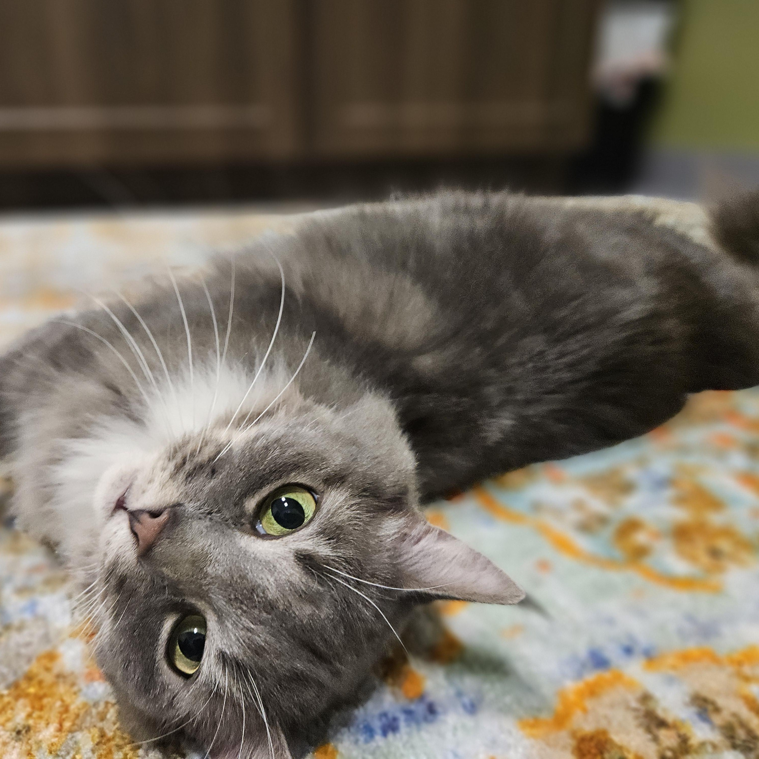 Enlarge Grace, an adopted Domestic Long Hair in Endicott, NY image 2/4