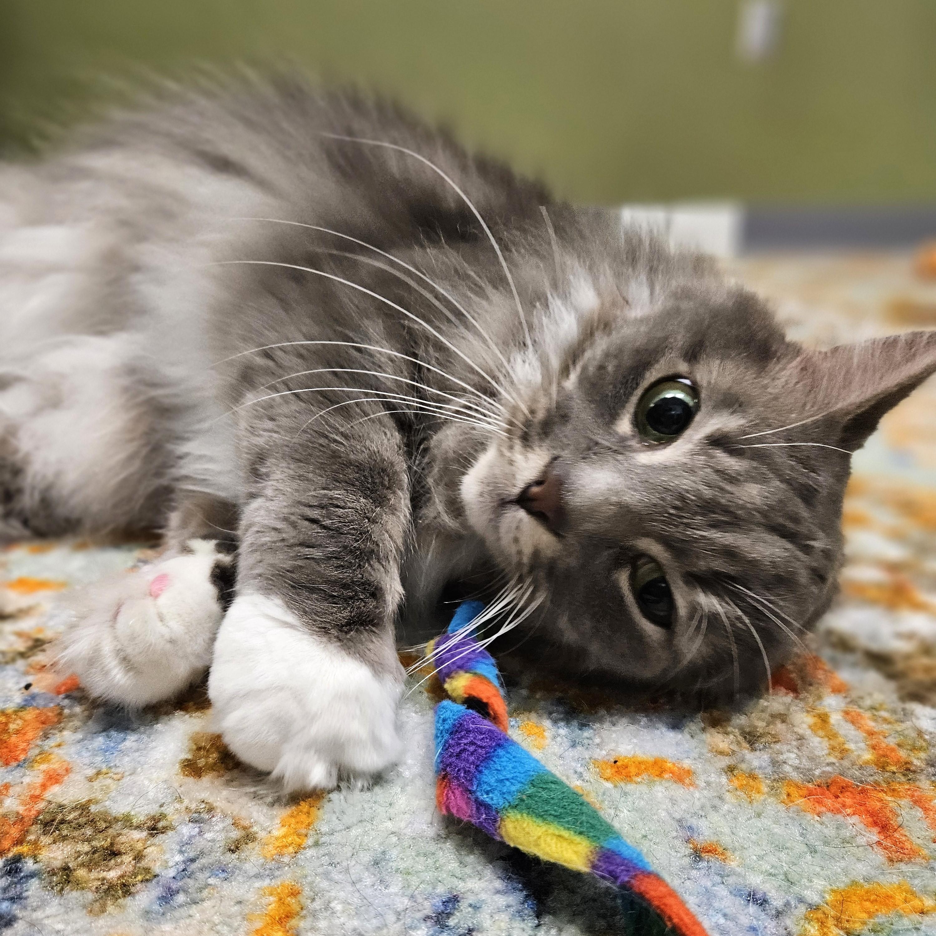 Enlarge Grace, an adopted Domestic Long Hair in Endicott, NY image 3/4