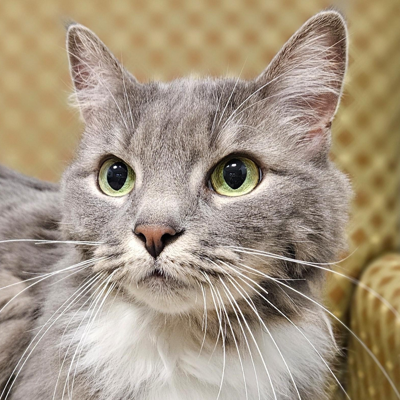 Enlarge Grace, an adopted Domestic Long Hair in Endicott, NY image 1/4