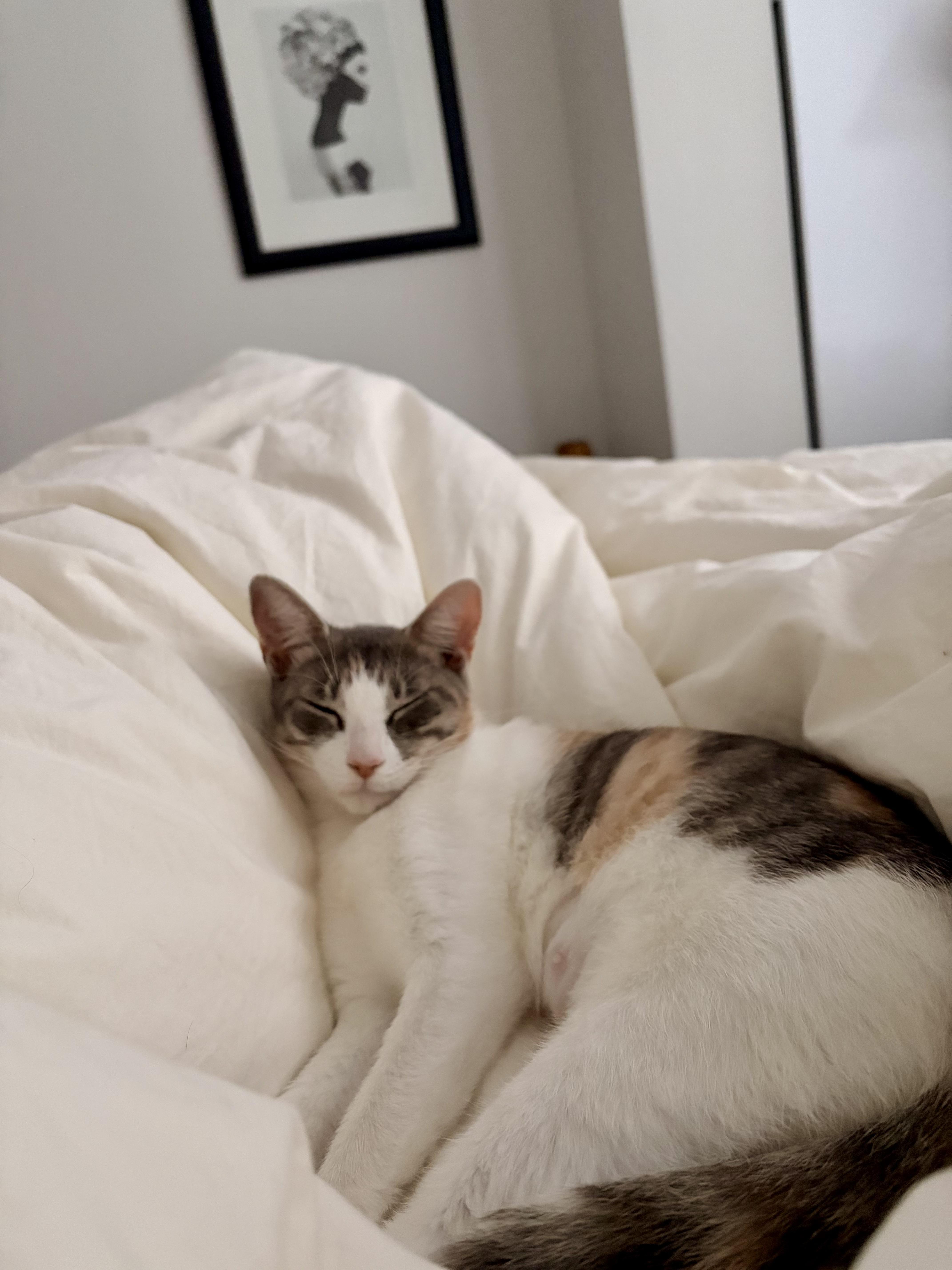 Enlarge Noodle, a Adoptable Domestic Short Hair in Brooklyn, NY image 6/6