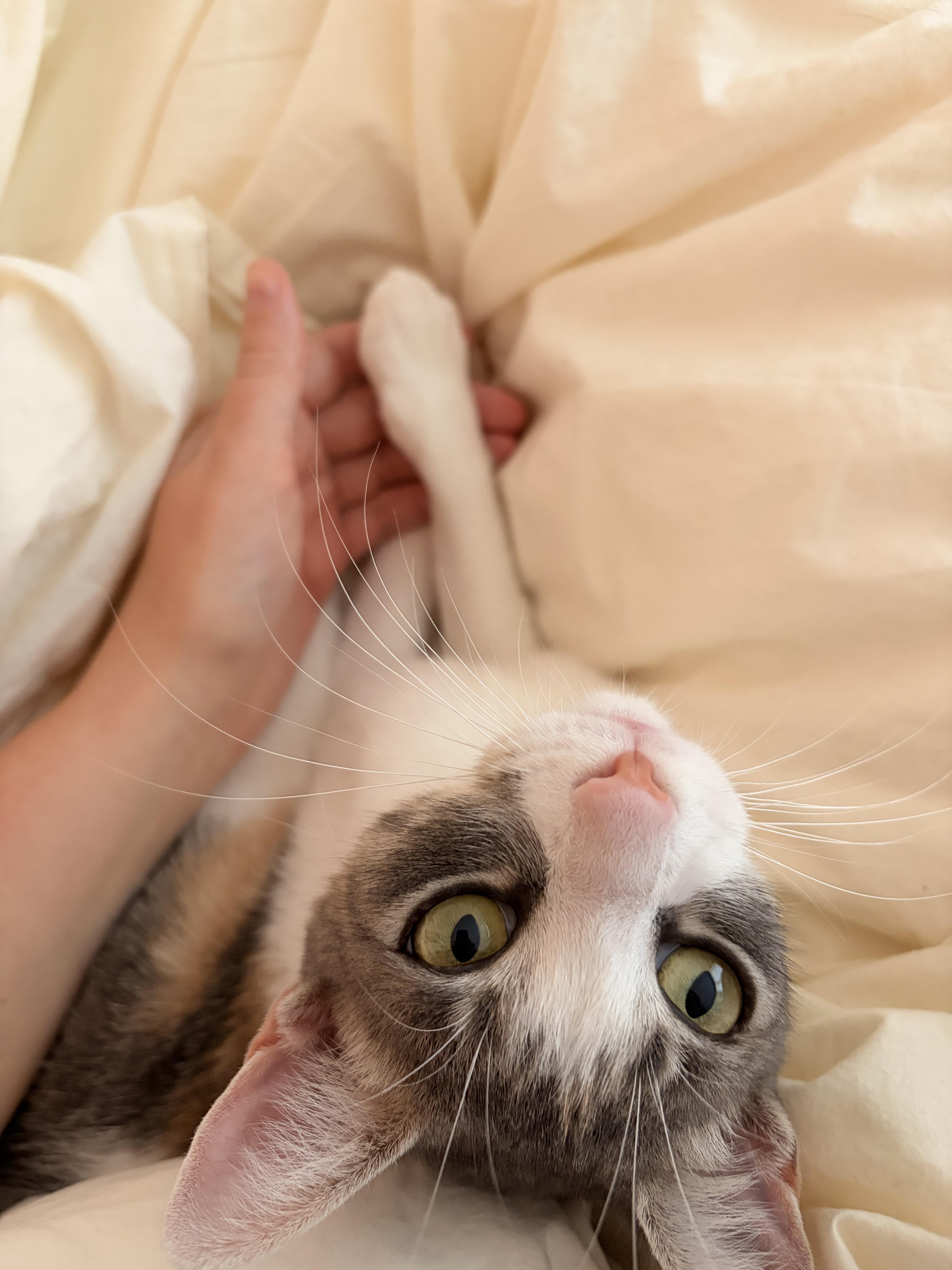 Enlarge Noodle, a Adoptable Domestic Short Hair in Brooklyn, NY image 4/6