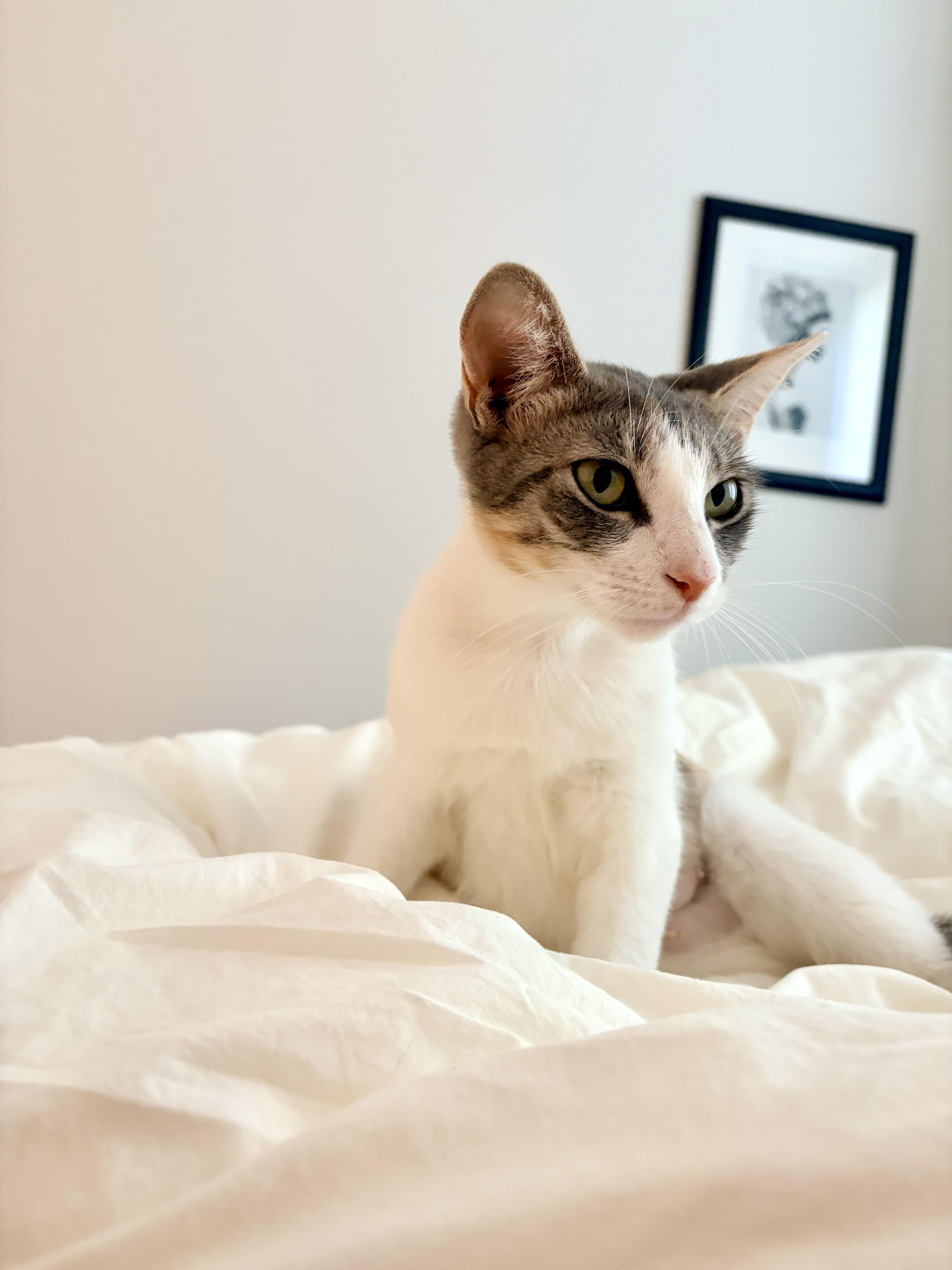 Noodle, Adoptable, Young Female Domestic Short Hair.