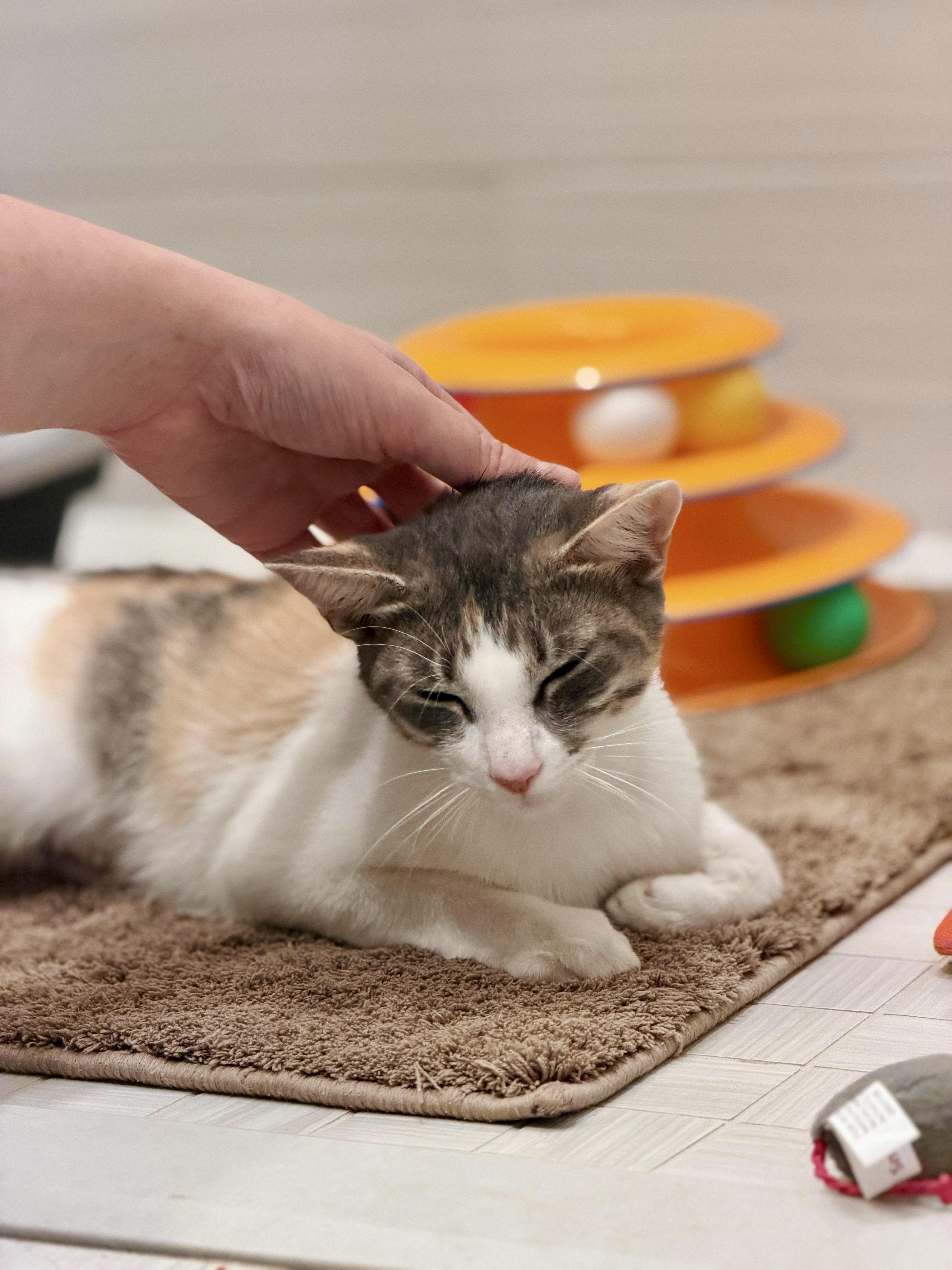 Enlarge Noodle, a Adoptable Domestic Short Hair in Brooklyn, NY image 2/6