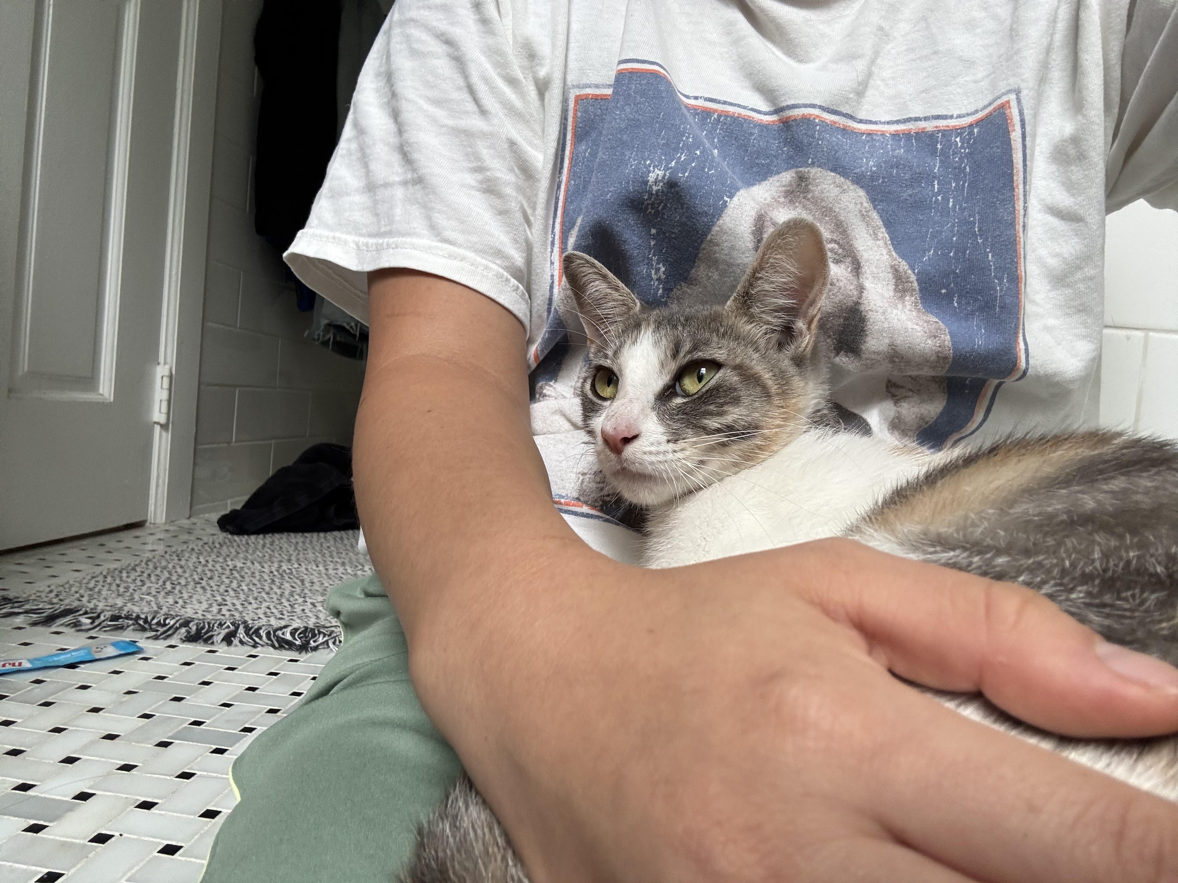 Enlarge Noodle, a Adoptable Domestic Short Hair in Brooklyn, NY image 5/6