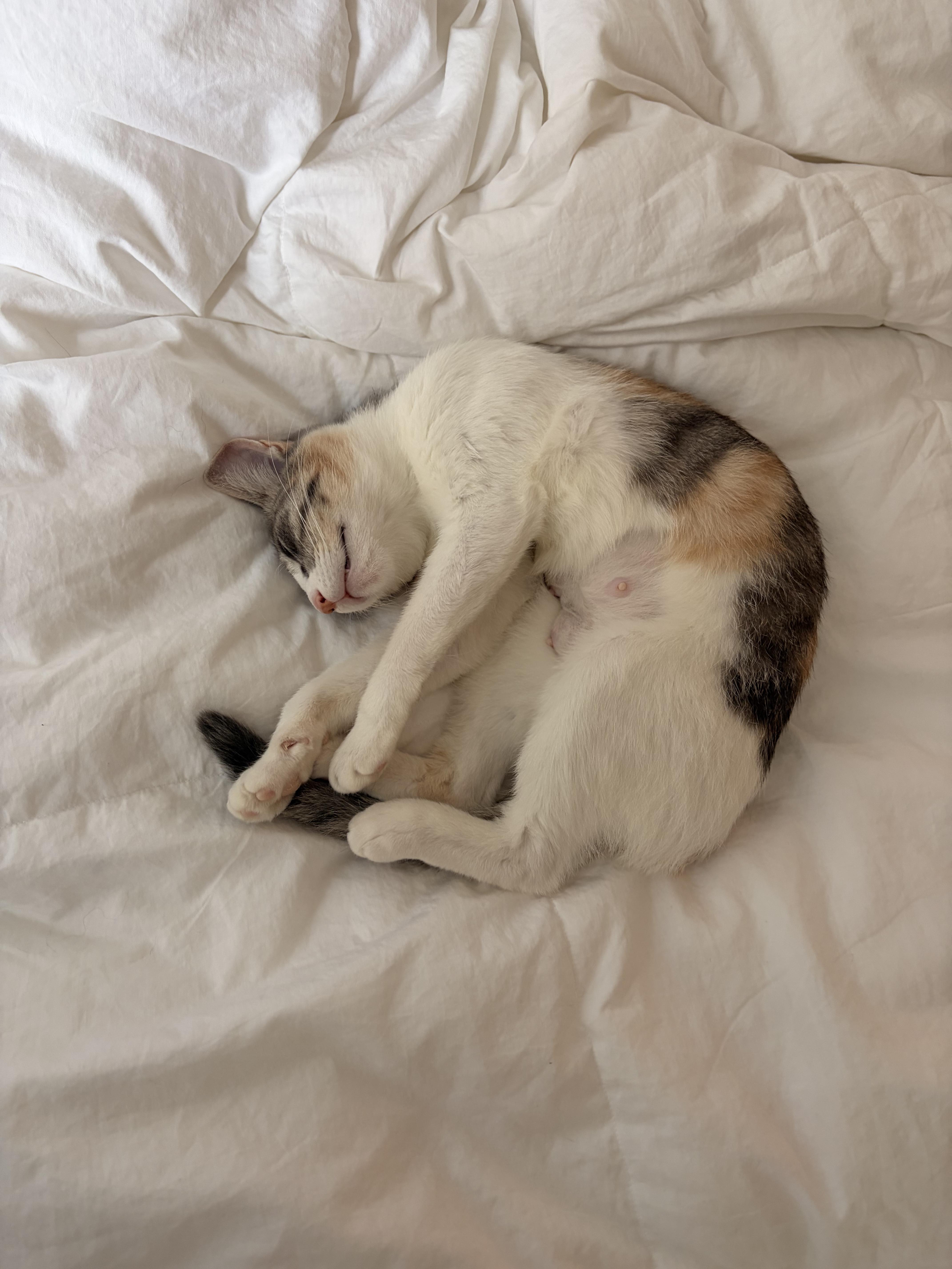 Enlarge Noodle, a Adoptable Domestic Short Hair in Brooklyn, NY image 3/6
