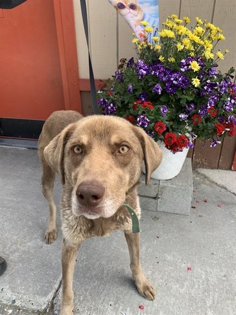 MILO, Adoptable, Adult Male Husky & Weimaraner.