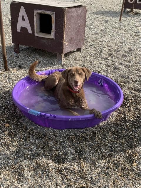 MILO, Adoptable, Adult Male Husky & Weimaraner.