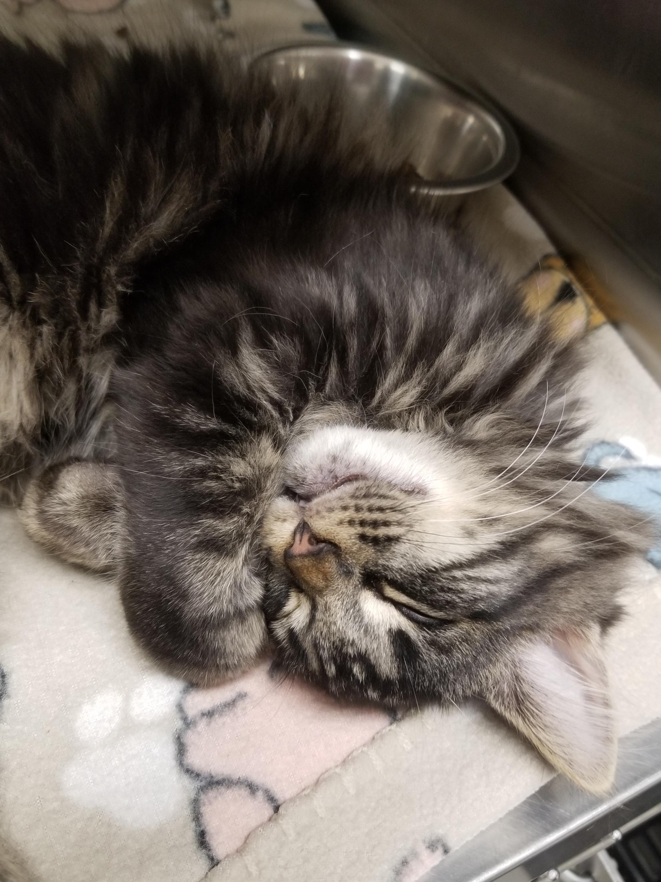 Milo, Adopted, Young Male Domestic Long Hair.