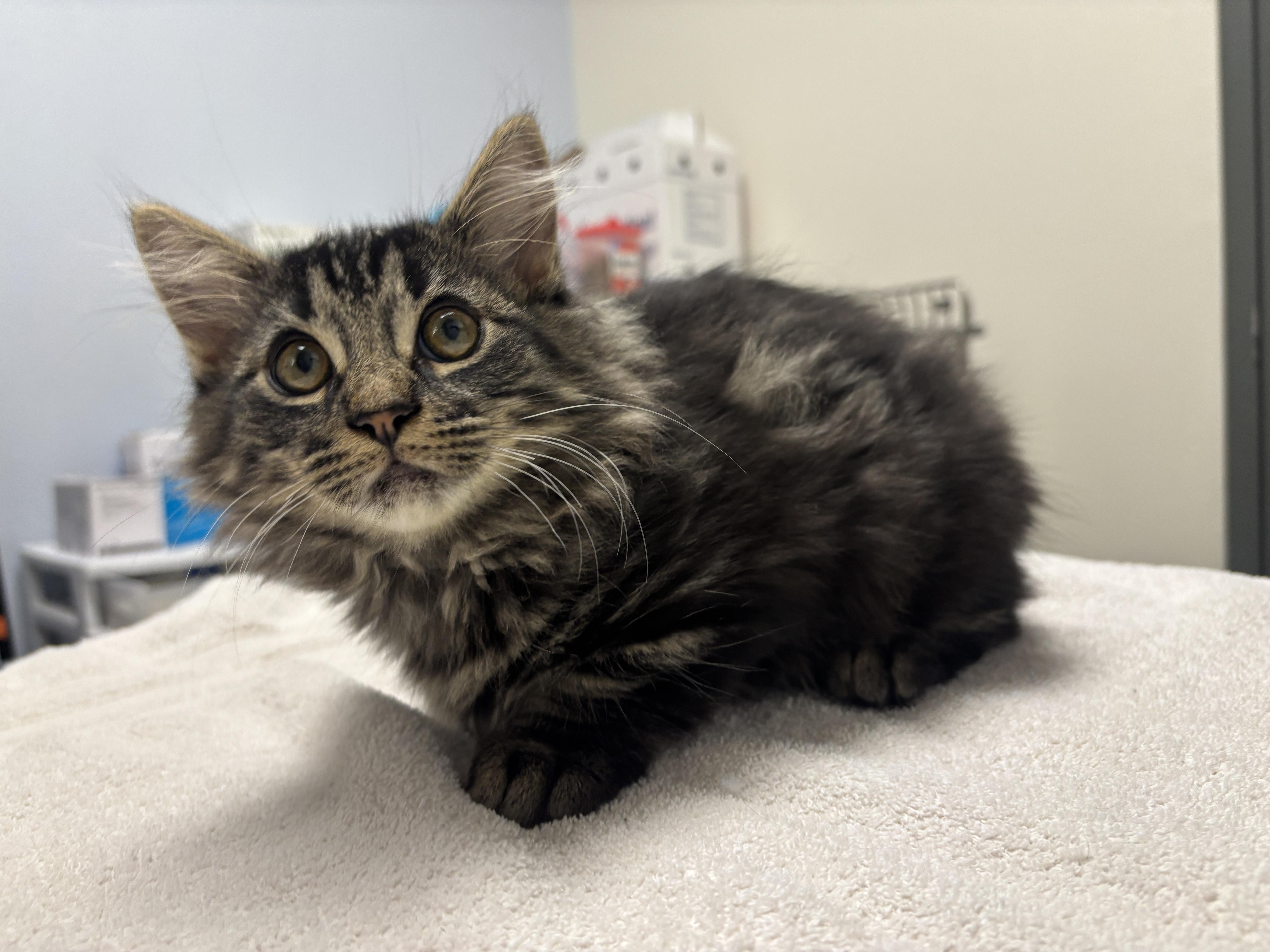 Enlarge Milo, a Adopted mixed breed in Chico, CA image 2/2