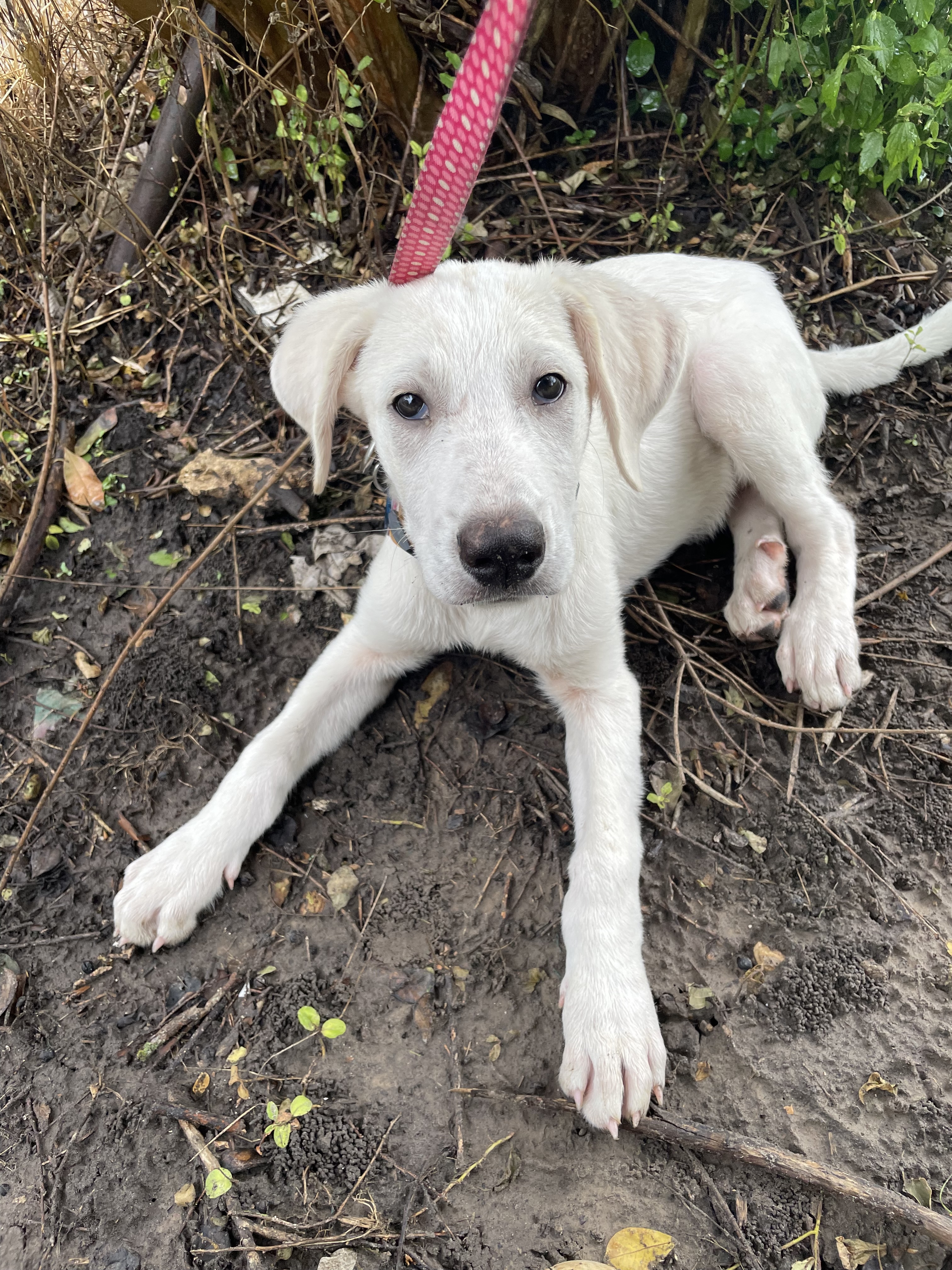 Enlarge Casper, a Adopted Great Pyrenees in Ladonia, TX image 3/5