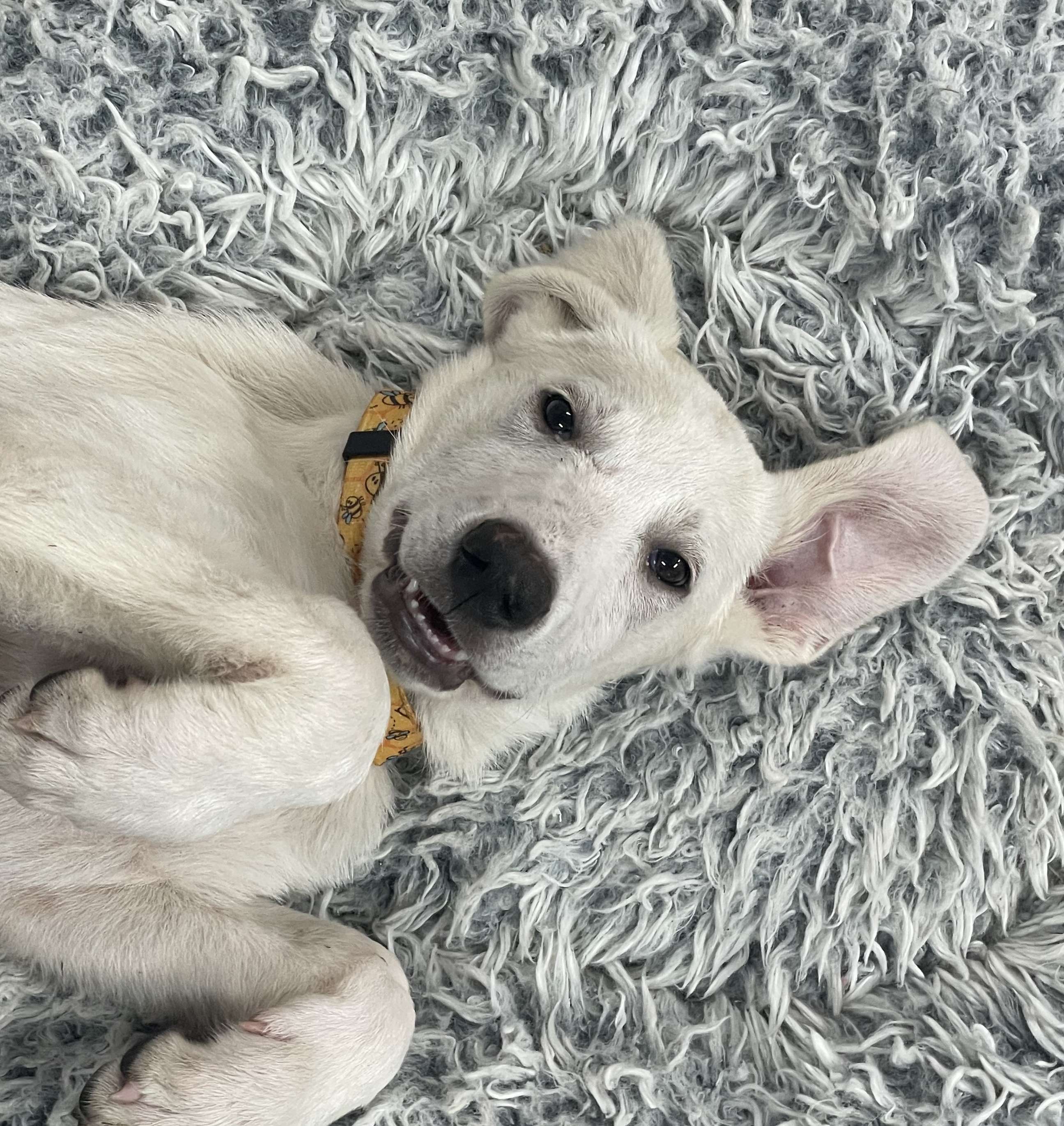 Enlarge Casper, a Adopted Great Pyrenees in Ladonia, TX image 4/5