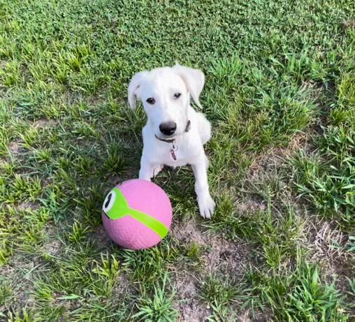 Casper, Adopted, Puppy Male Great Pyrenees.