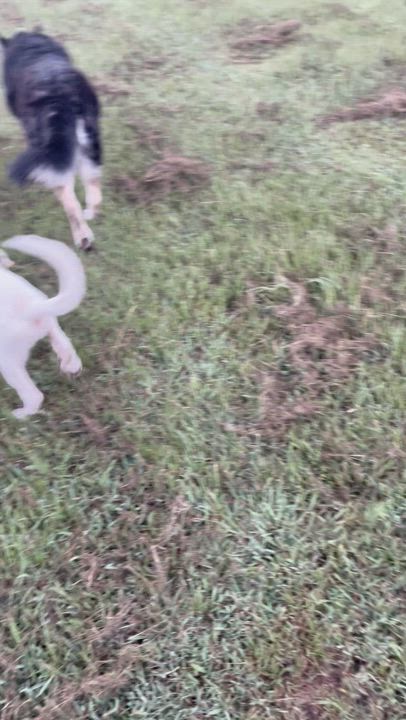 Enlarge Casper, a Adopted Great Pyrenees in Ladonia, TX video 2/5