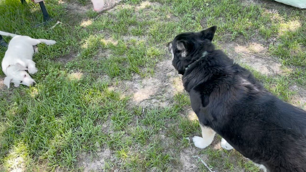 Enlarge Casper, a Adopted Great Pyrenees in Ladonia, TX video 5/5