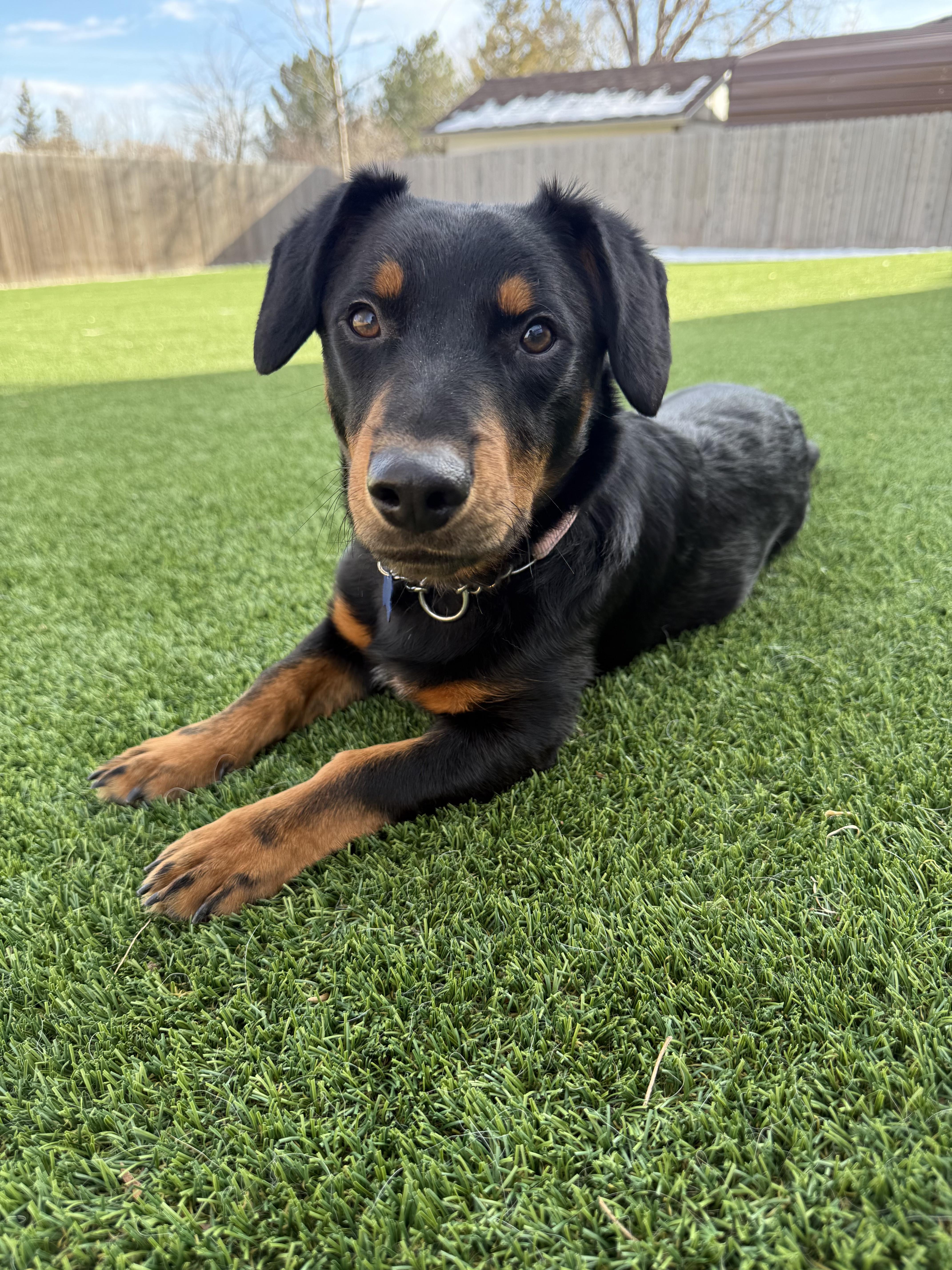 Enlarge Slinky, an adopted mixed breed in Fort Collins, CO image 4/6
