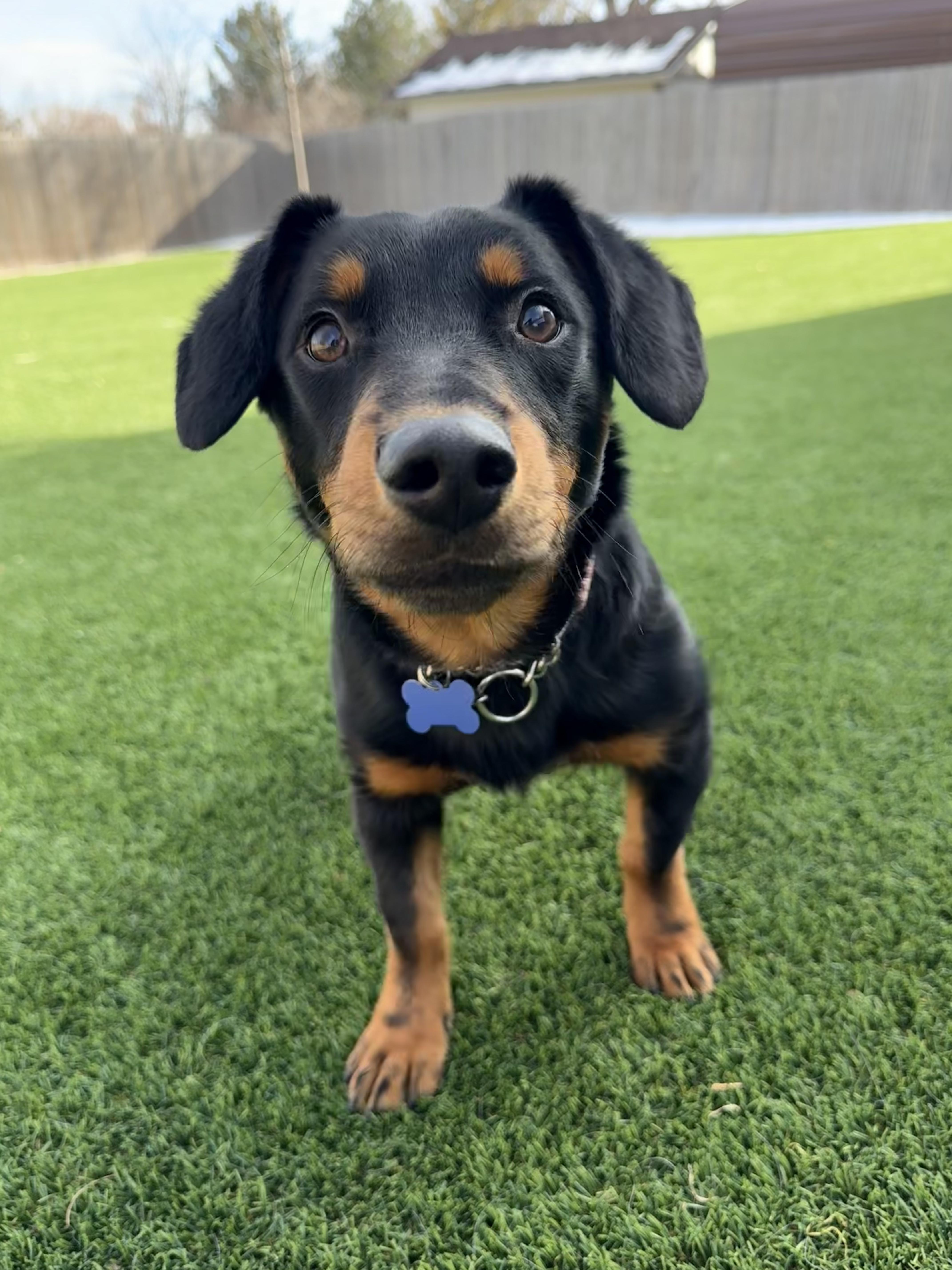 Enlarge Slinky, an adopted mixed breed in Fort Collins, CO image 2/6