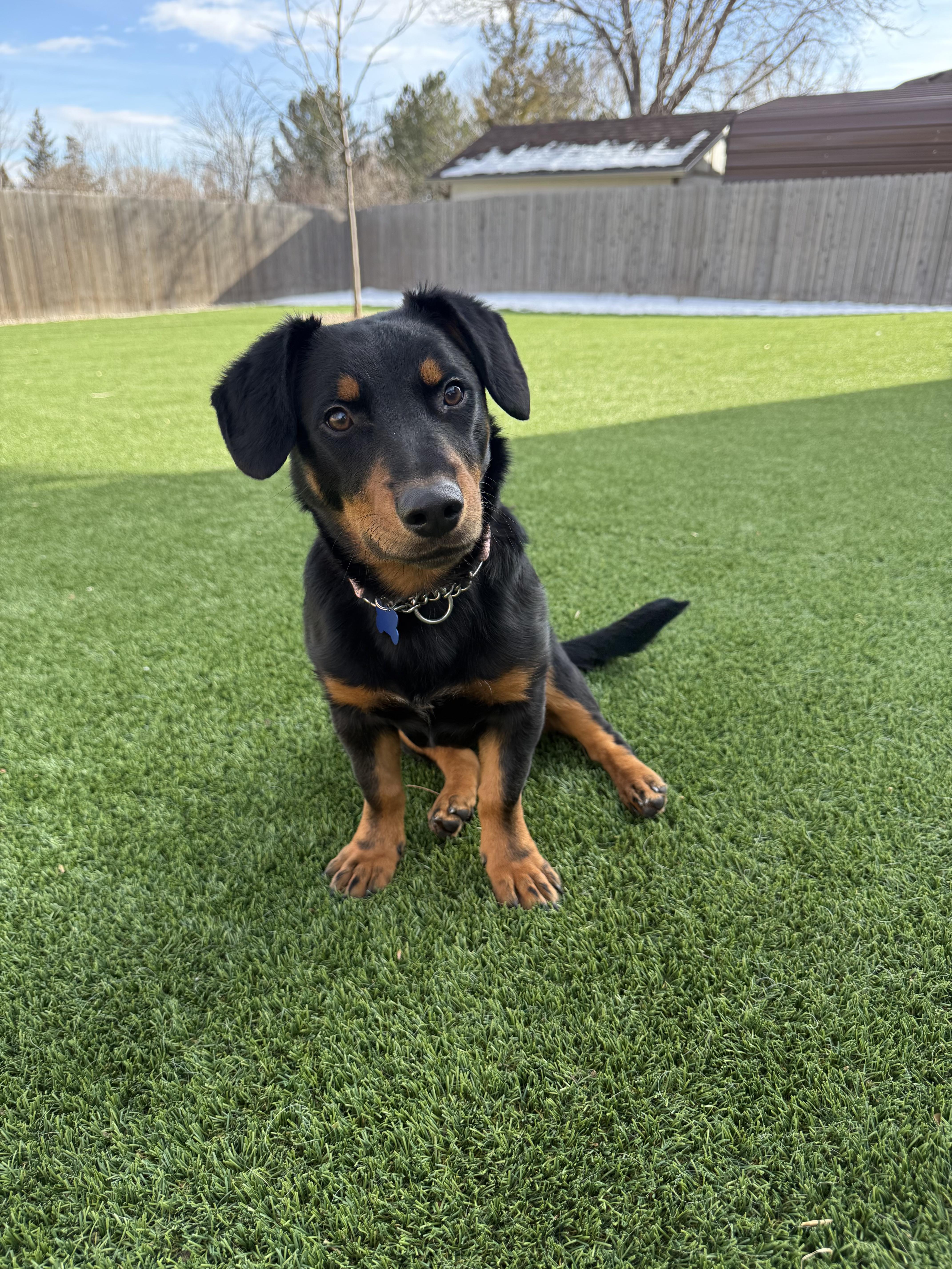 Enlarge Slinky, an adopted mixed breed in Fort Collins, CO image 3/6