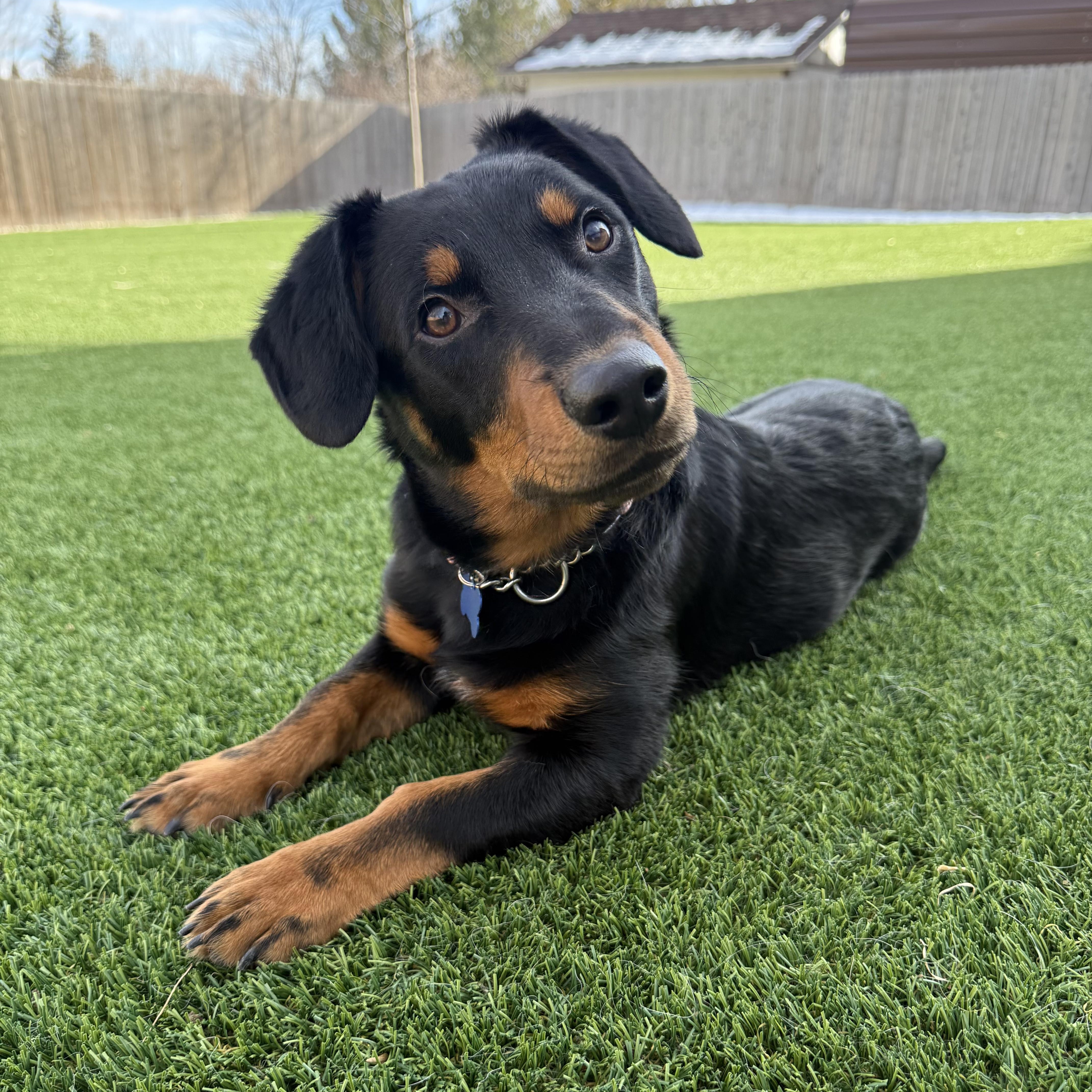 Enlarge Slinky, an adopted mixed breed in Fort Collins, CO image 1/6