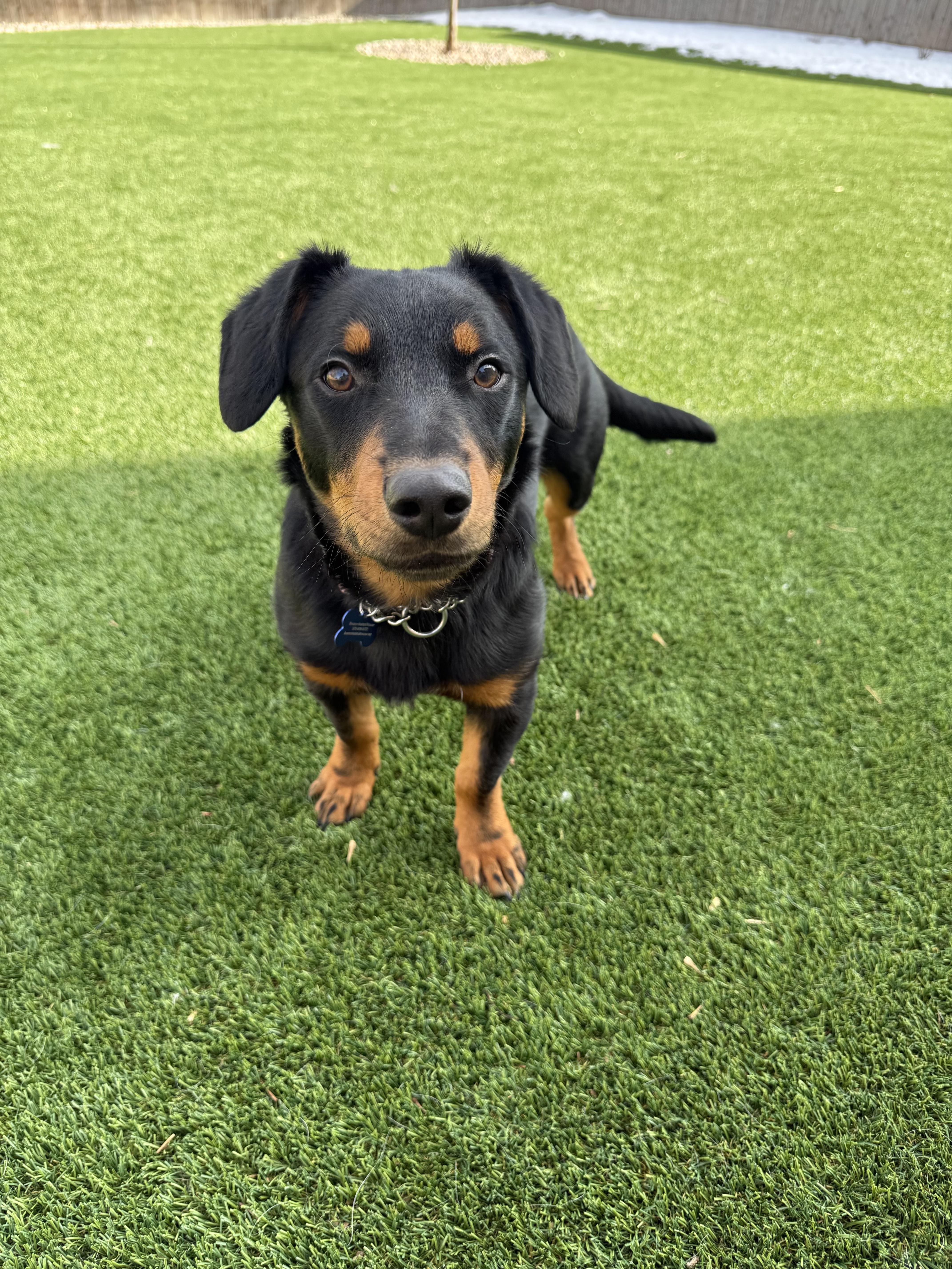 Enlarge Slinky, an adopted mixed breed in Fort Collins, CO image 5/6