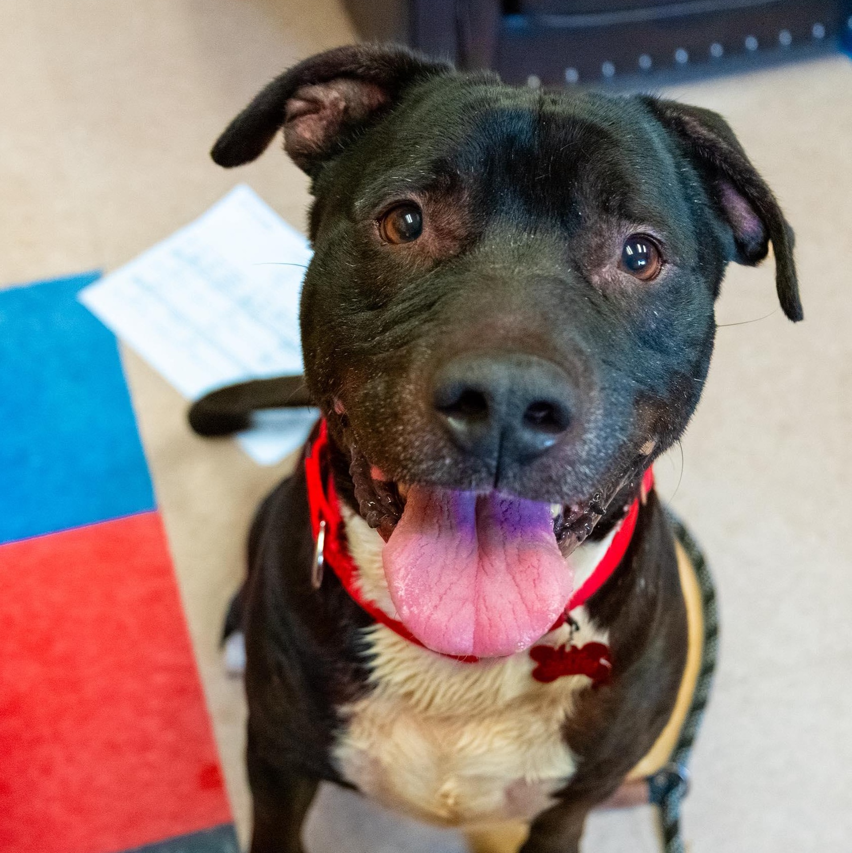 Enlarge Stallone, a ADOPTABLE American Staffordshire Terrier in Valparaiso, IN image 1/2