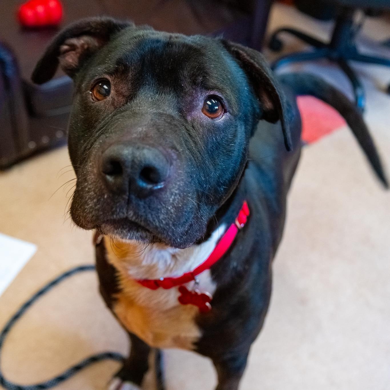 Enlarge Stallone, a ADOPTABLE American Staffordshire Terrier in Valparaiso, IN image 2/2
