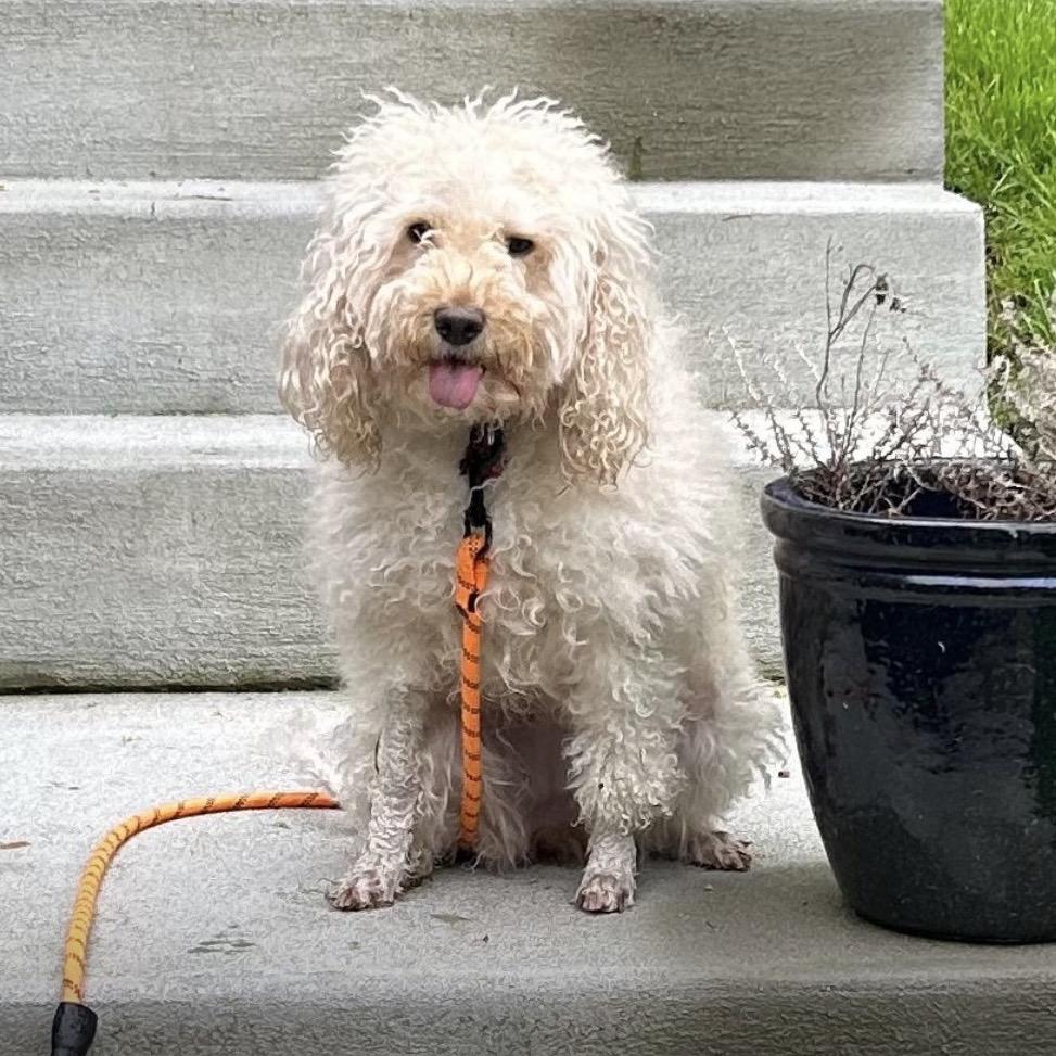 Enlarge SKYLAR, a Adoptable Poodle in Berlin, NJ image 1/6