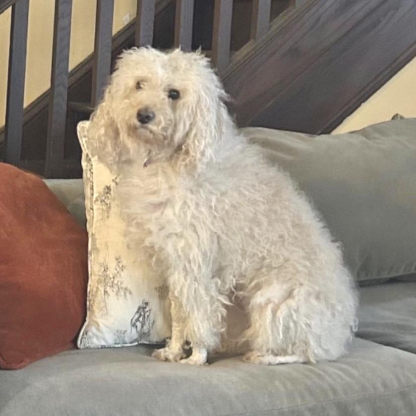 Enlarge SKYLAR, a Adoptable Poodle in Berlin, NJ image 2/6