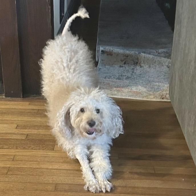 Enlarge SKYLAR, a Adoptable Poodle in Berlin, NJ image 3/6