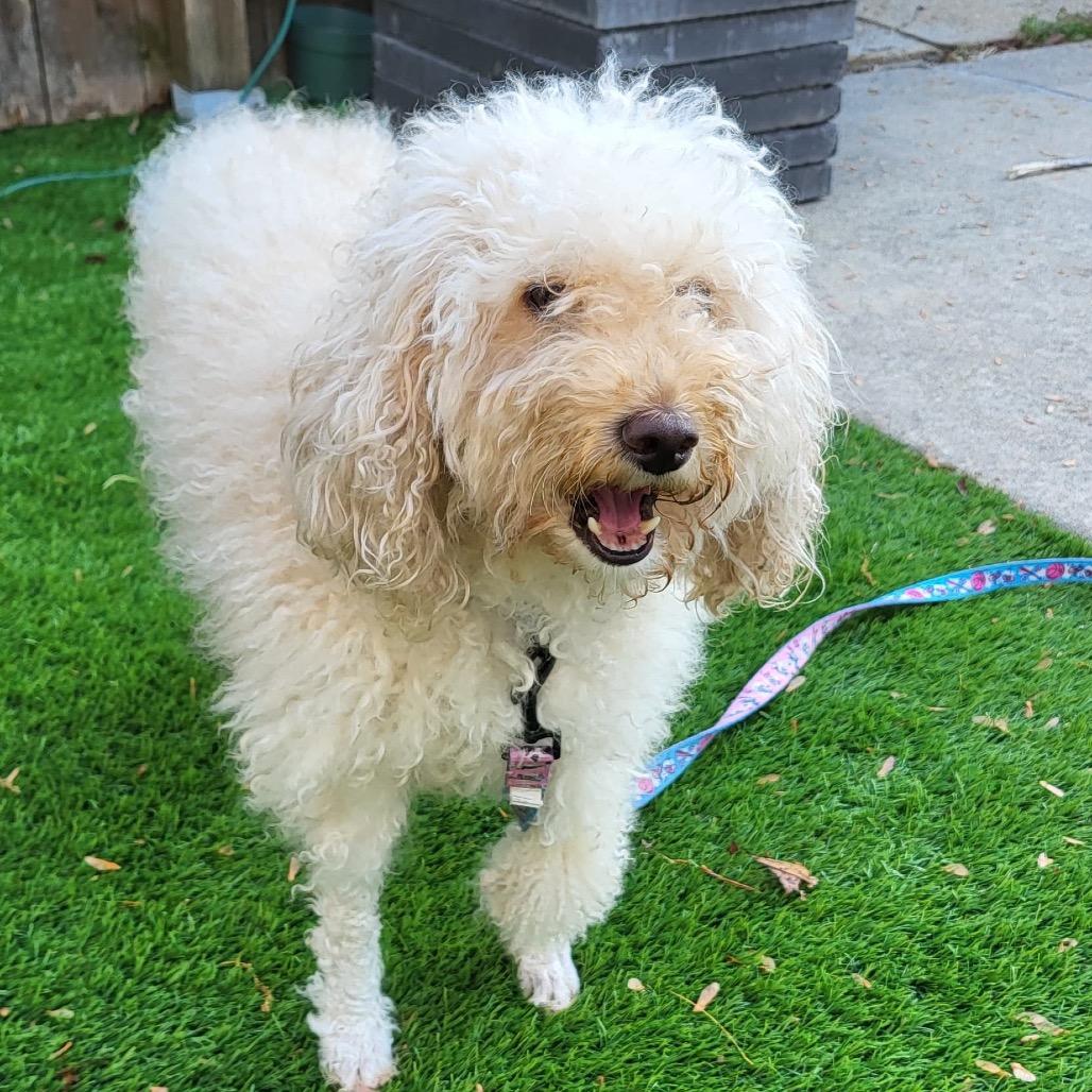 Enlarge SKYLAR, a Adoptable Poodle in Berlin, NJ image 6/6