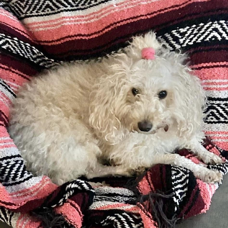 Enlarge SKYLAR, a Adoptable Poodle in Berlin, NJ image 4/6