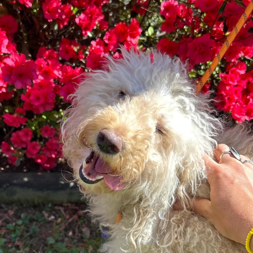 Enlarge SKYLAR, a Adoptable Poodle in Berlin, NJ image 5/6