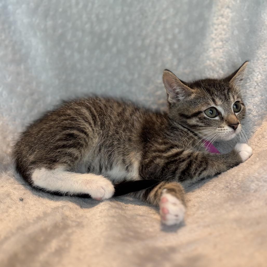 Bingo, Adoptable, Kitten Female Domestic Short Hair.