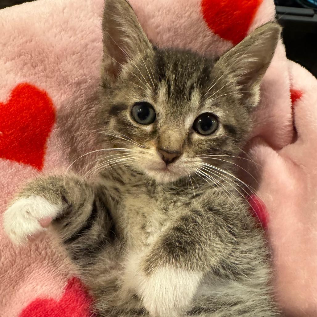 Enlarge Bingo, a Adoptable Domestic Short Hair in La Grange, KY image 2/6