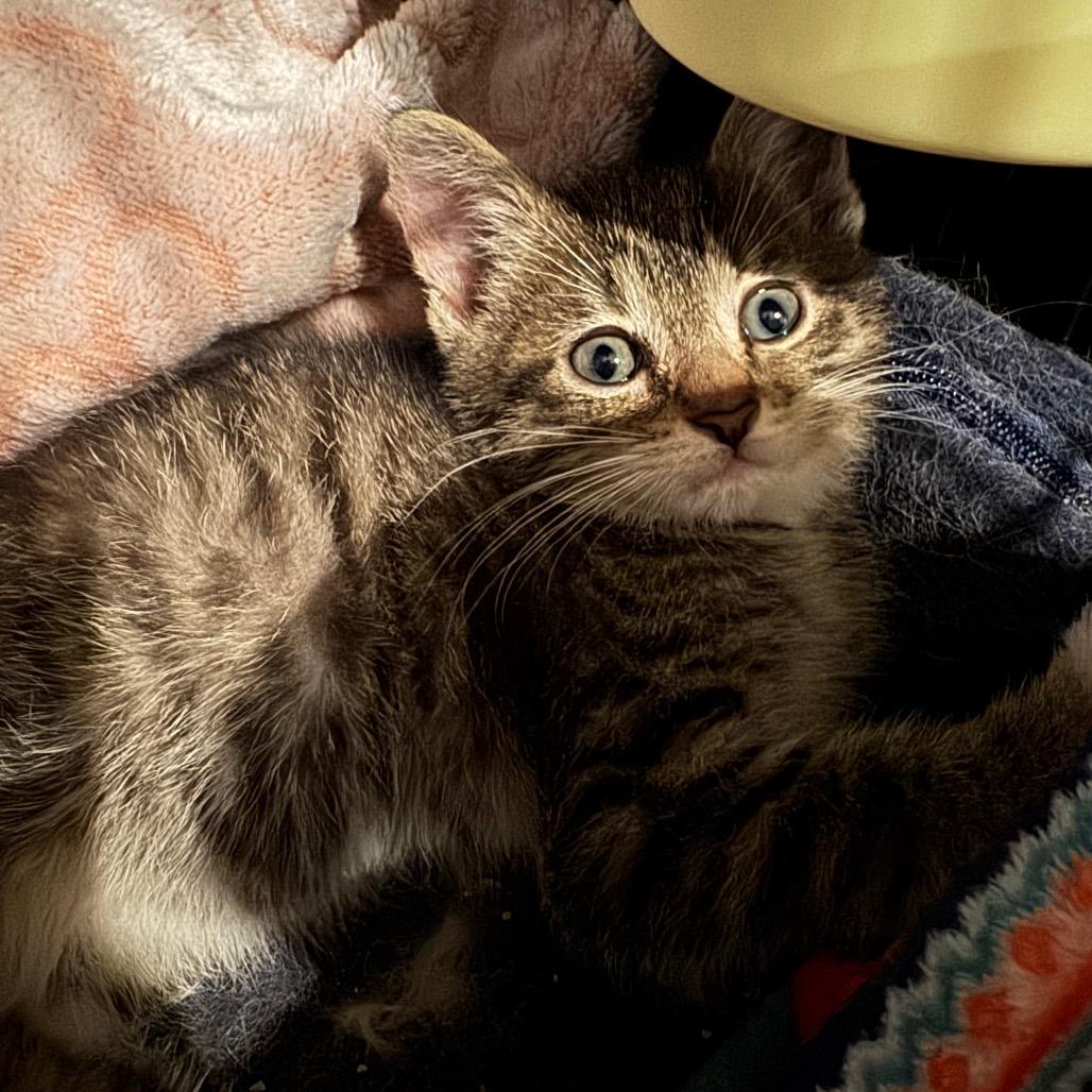 Enlarge Bingo, a Adoptable Domestic Short Hair in La Grange, KY image 3/6