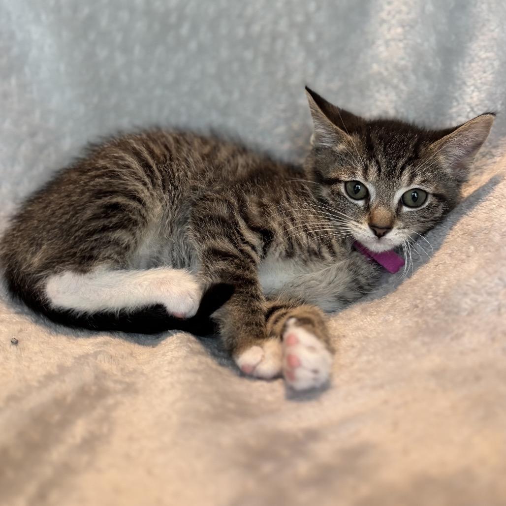 Enlarge Bingo, a Adoptable Domestic Short Hair in La Grange, KY image 4/6