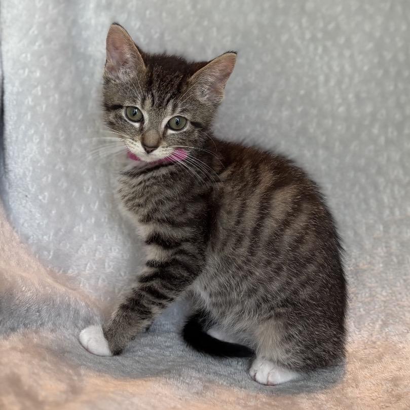 Enlarge Bingo, a Adoptable Domestic Short Hair in La Grange, KY image 5/6