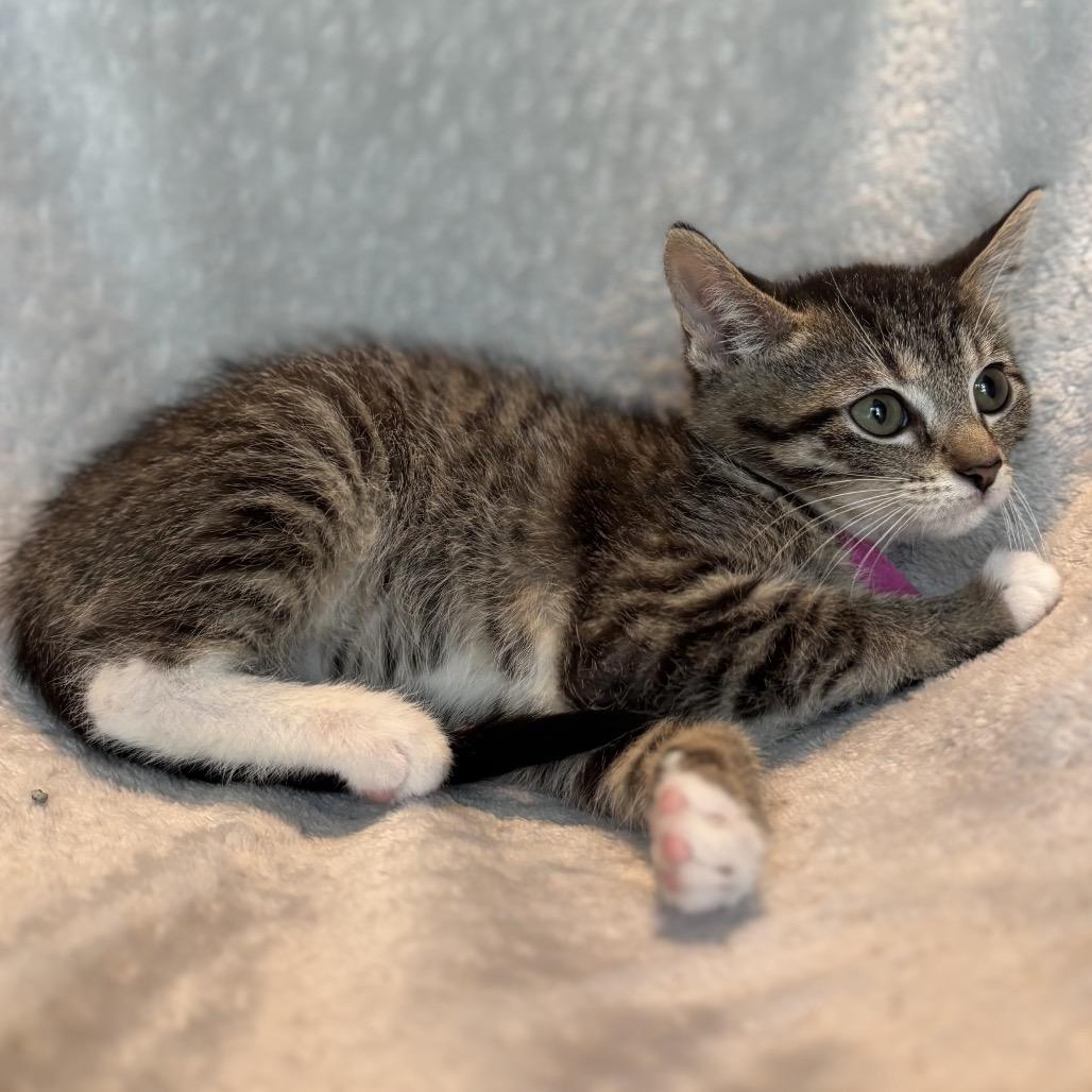 Enlarge Bingo, a Adoptable Domestic Short Hair in La Grange, KY image 6/6