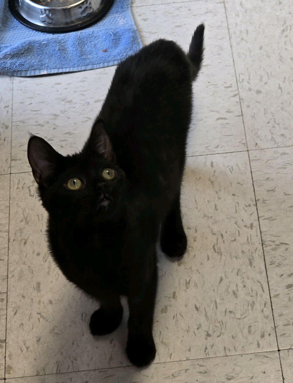 Enlarge Sirius, a ADOPTABLE Domestic Short Hair in Indianapolis, IN image 3/3