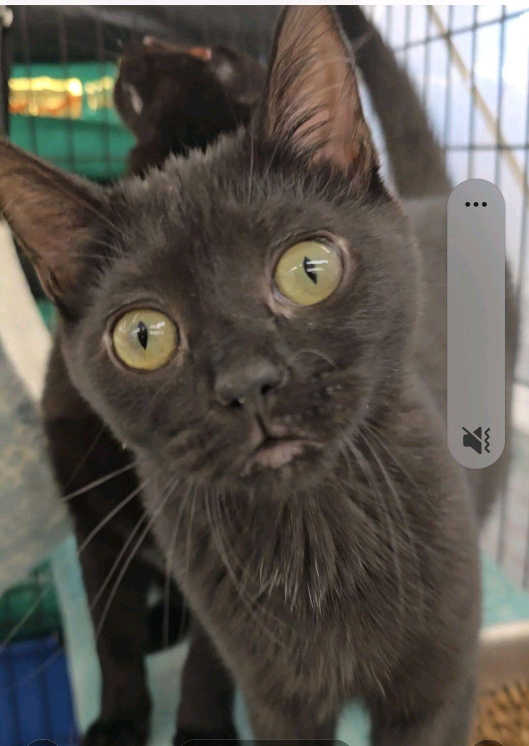 Enlarge Sirius, a ADOPTABLE Domestic Short Hair in Indianapolis, IN image 1/3