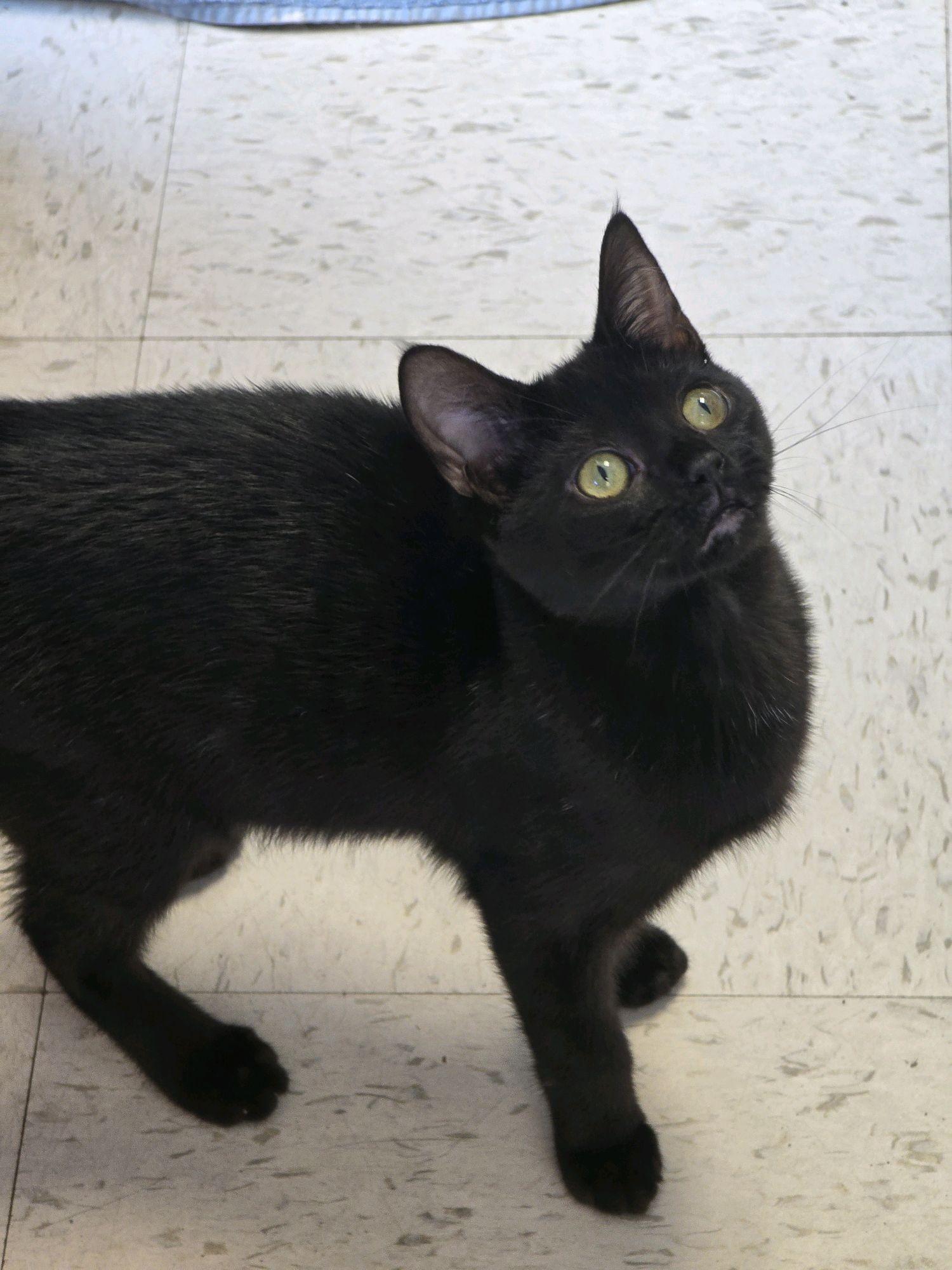 Enlarge Sirius, a ADOPTABLE Domestic Short Hair in Indianapolis, IN image 2/3