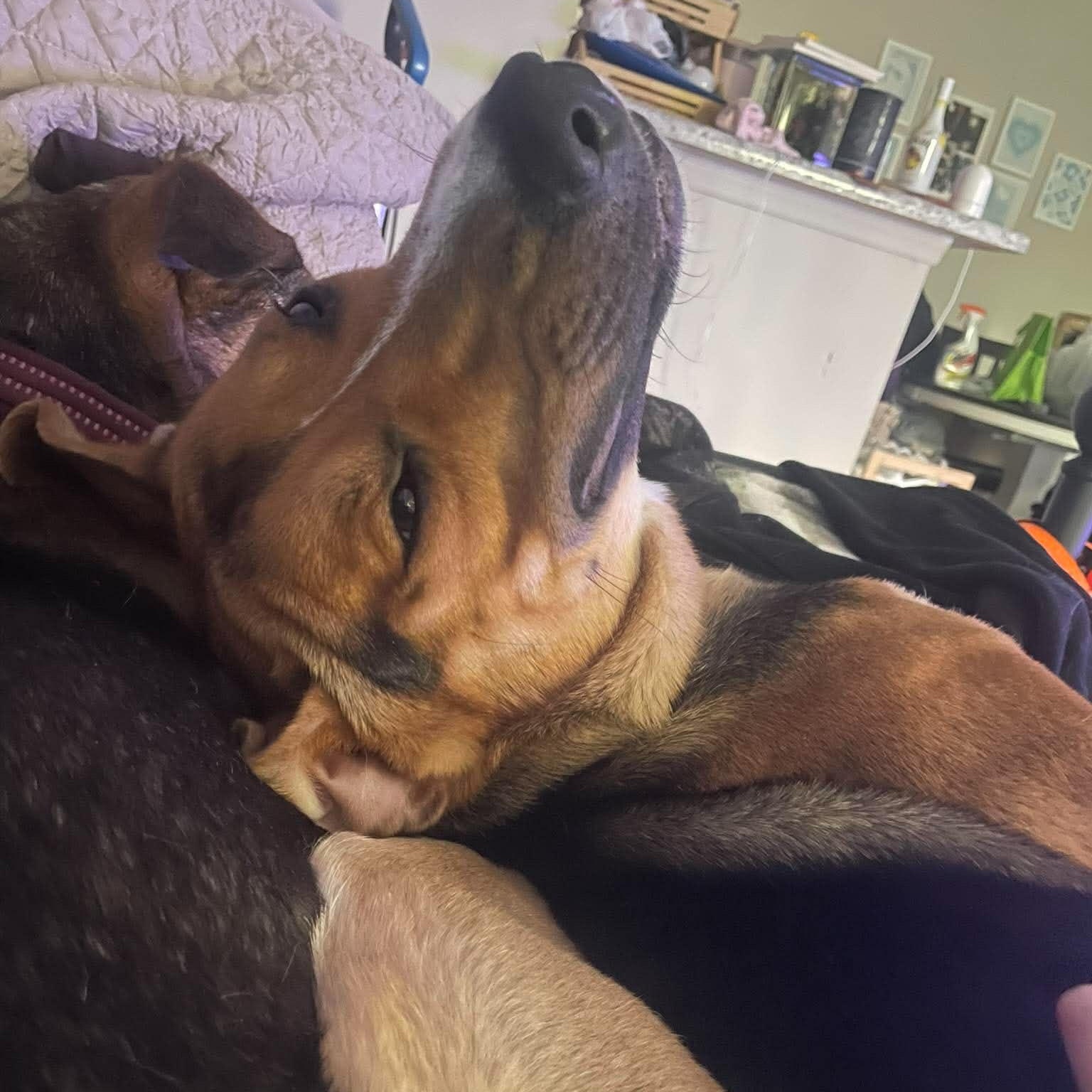 Buckles, a Adoptable mixed breed in Little Rock, AR image 5/6