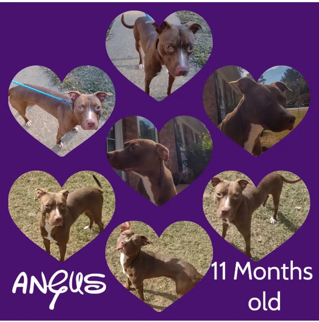 Angus, a Adoptable mixed breed in Dunn, NC image 4/5