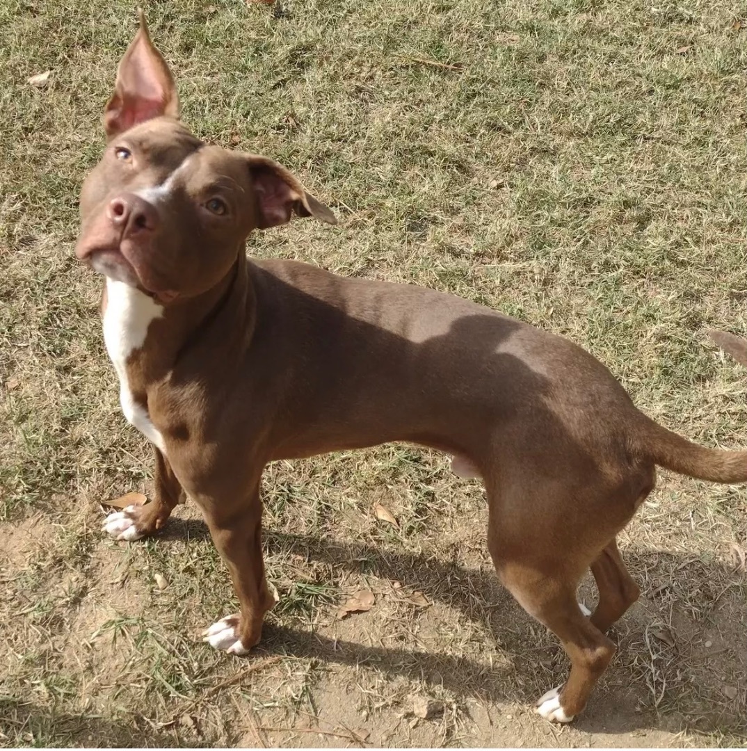 Angus, Adoptable, Adult Male Pit Bull Terrier & Terrier.