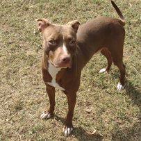 Angus, a Adoptable mixed breed in Dunn, NC image 5/5