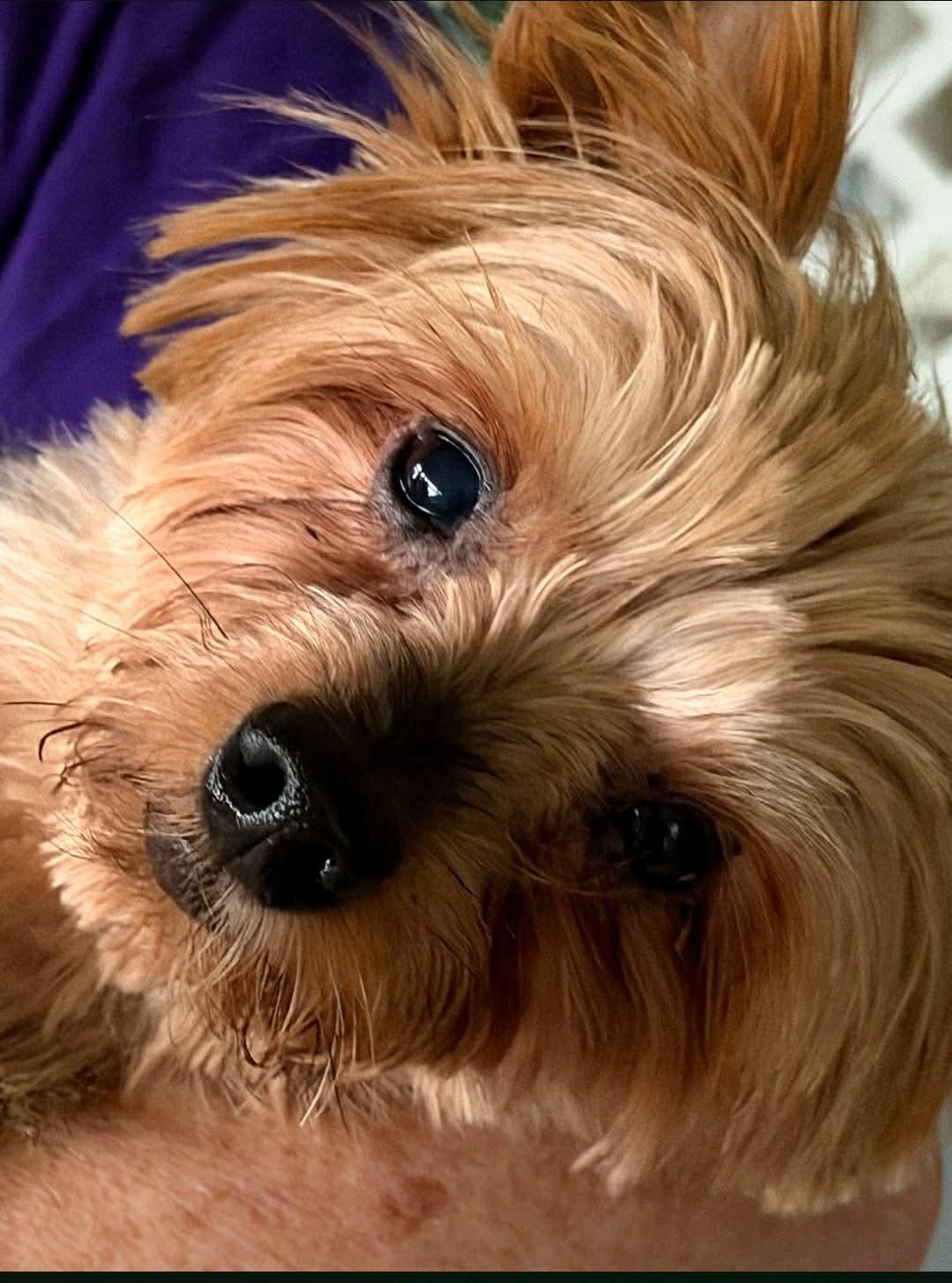 Max, ADOPTABLE, Adult Male Yorkshire Terrier.