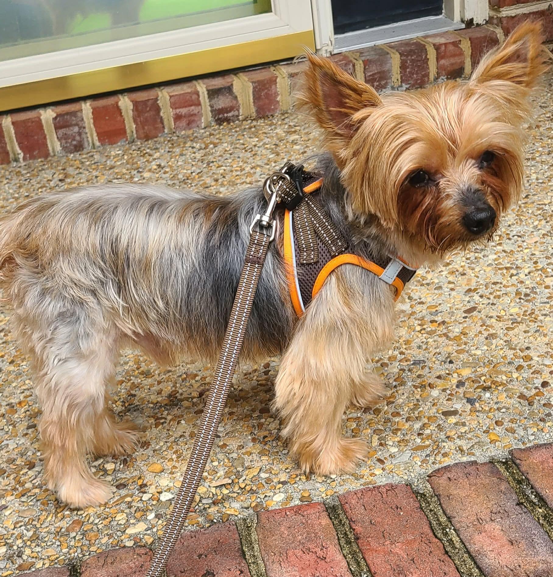 Max, a ADOPTABLE Yorkshire Terrier in Richmond, VA image 2/2